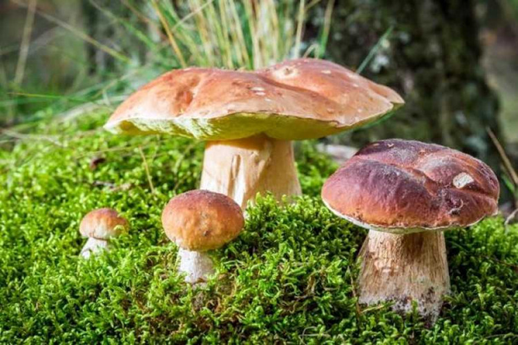 Як відрізнити отруйні гриби від їстівних: 10 правил, що дозволяють уникнути сmерtельної помилки