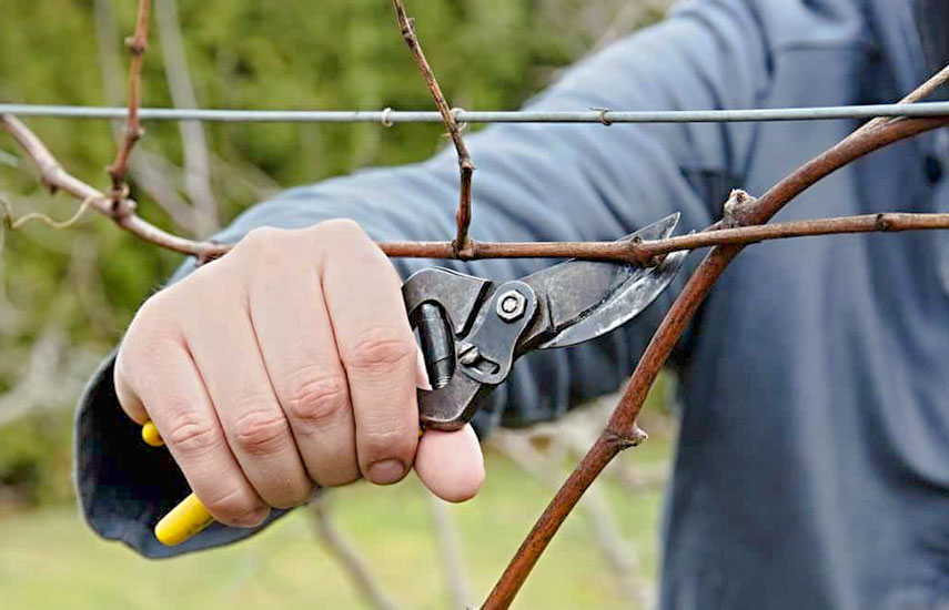 Як правильно обрізати виноград восени, щоб у наступному році отримати щедрий і соковитий урожай