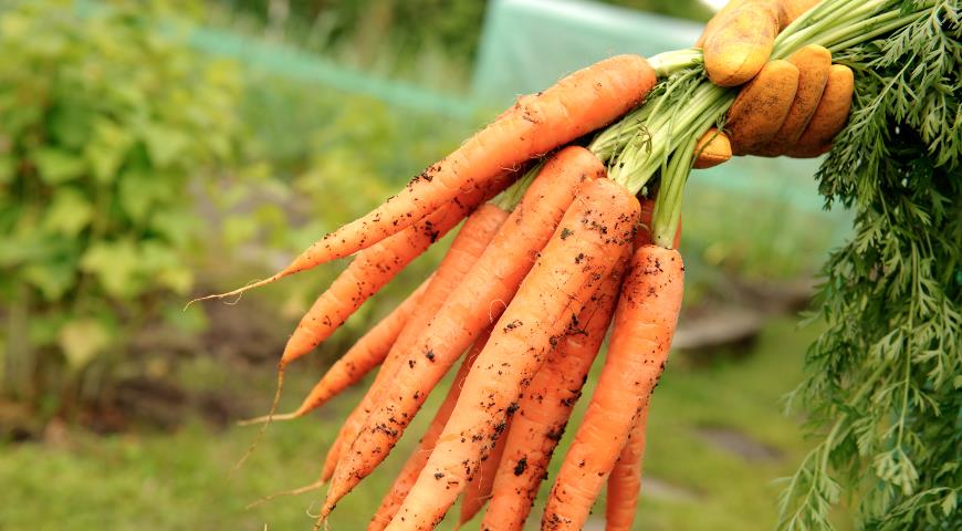 Дотримуючись наших порад, ВИ зможете зібрати гарний врожай моркви. Дізнайтеся, що для цього потрібно зробити.