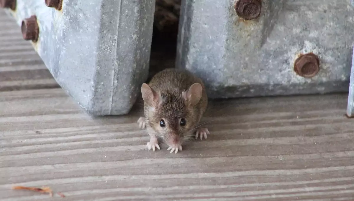 Хочемо поділитися з вами одним секретним способом, який допоможе назавжди позбутися мишей у будинку чи підвалі. Миші цього бояться як вогню