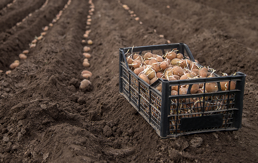 Сезон невдовзі розпочнеться! Коли садити картоплю навесні і як правильно це робити — поради для гарного врожаю..
