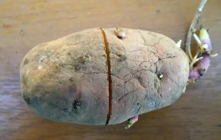 Досвідчені дачники перед посадкою рекомендують надрізати картоплю. Коли ВИ дізнаєтеся для чого вони це роблять, то одразу побіжите спробувати!