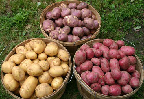 Рекомендуємо вам п’ять найкращих сортів картоплі для посадки на вашому городі, які обов’язково порадують вас багатим урожаєм