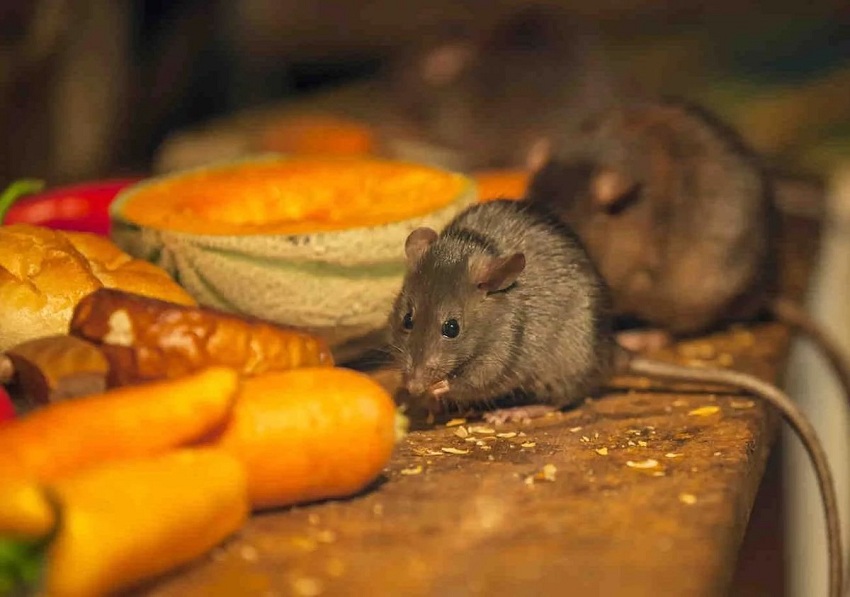 Від тепер про отруту можете забути. Відомо один із найдієвіших способів позбутися мишей в бyдинку та на подвіp’ї