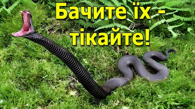 Увага, ВЕЛИКА НЕБЕЗПЕКА! Три види ОТРУЙНИХ змій в Україні! Сезон активності розпочався